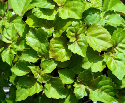 Patchouli Leaves